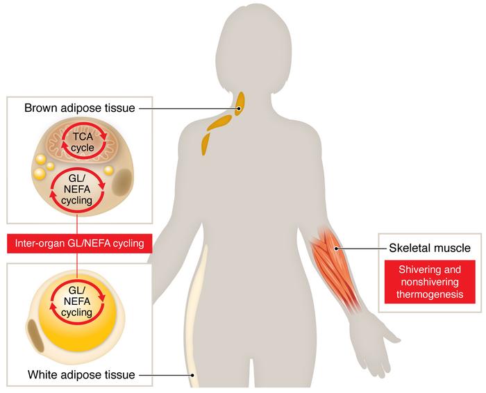 JCI - Human brown adipose tissue is not enough to combat cardiometabolic  diseases