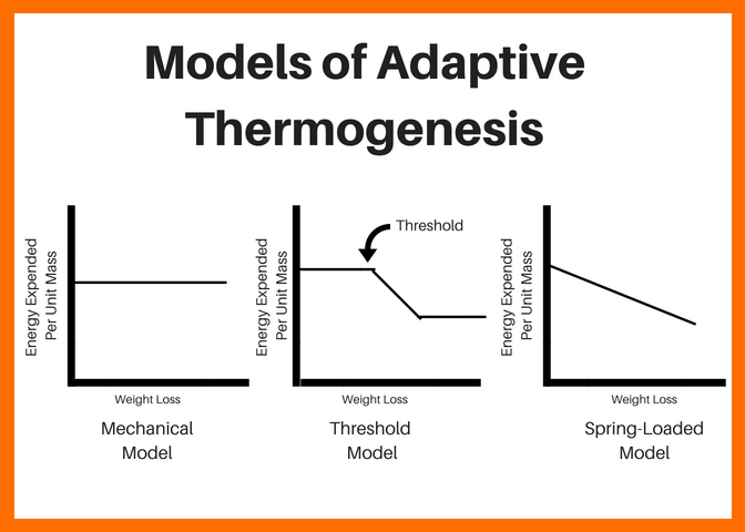 Adaptive Thermogenesis – How It Applies to Weight Loss and Weight Gain –  Revive Stronger